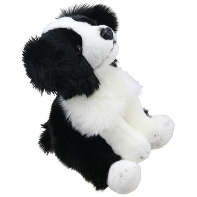 Border Collie - Wilberry